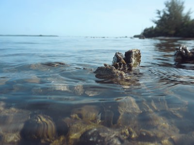 The Tampa Bay Estuary Program Zwtbh3mflou Unsplash